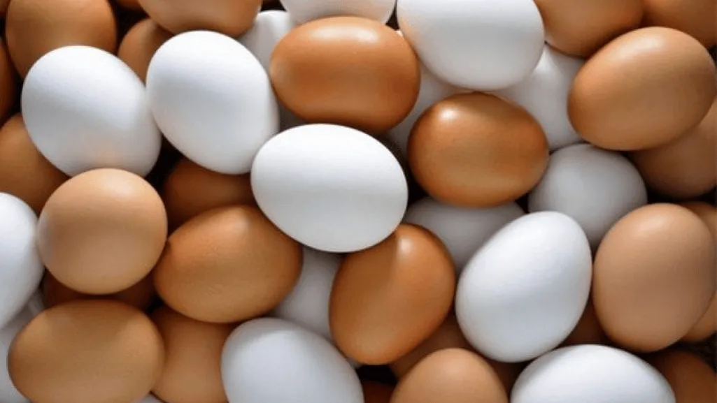 Benefits of Artificial Lighting for Pheasant Egg Production