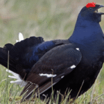 Black Grouse