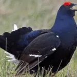Black Grouse