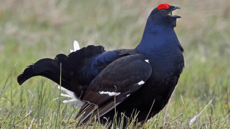 Black Grouse