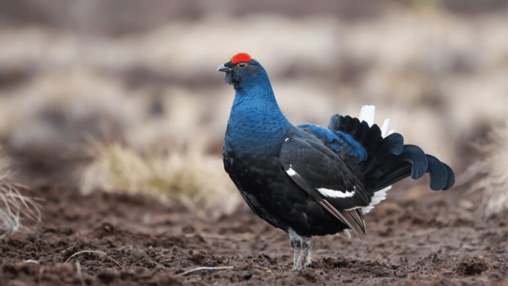 Black Grouse diet