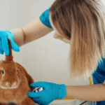 Bunny Rabbit Health