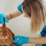 Bunny Rabbit Health