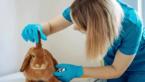 Bunny Rabbit Health