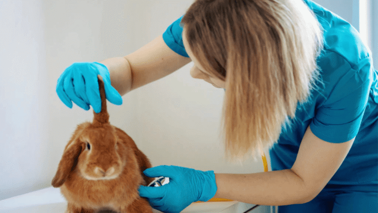 Bunny Rabbit Health