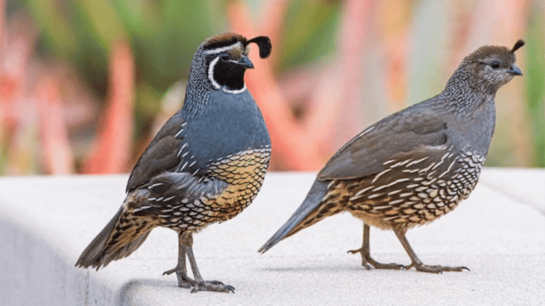 California Quail