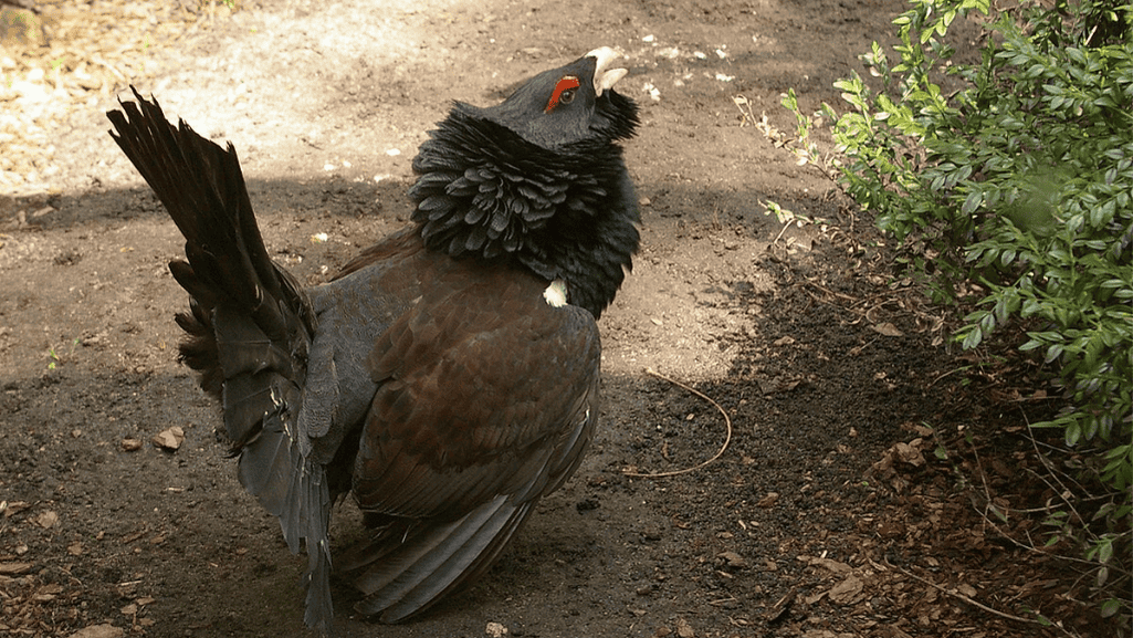 Cantabrian Capercaillie