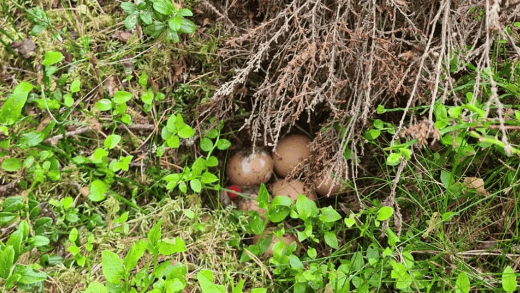 Capercaillie Reproduction and Nesting