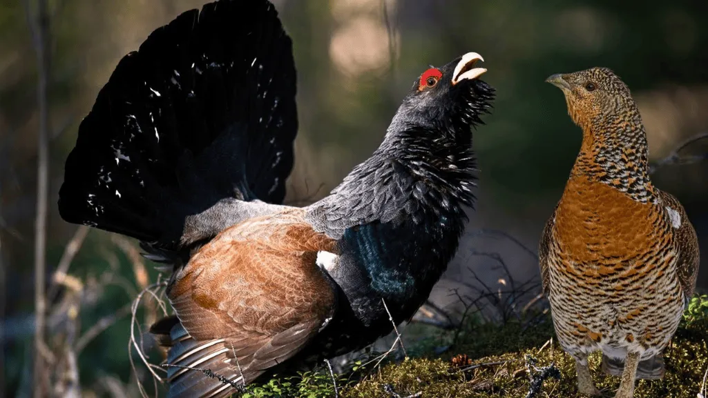 Capercaillie behavior
