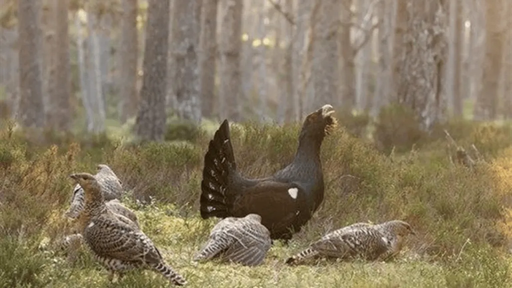 Capercaillie foraging for food