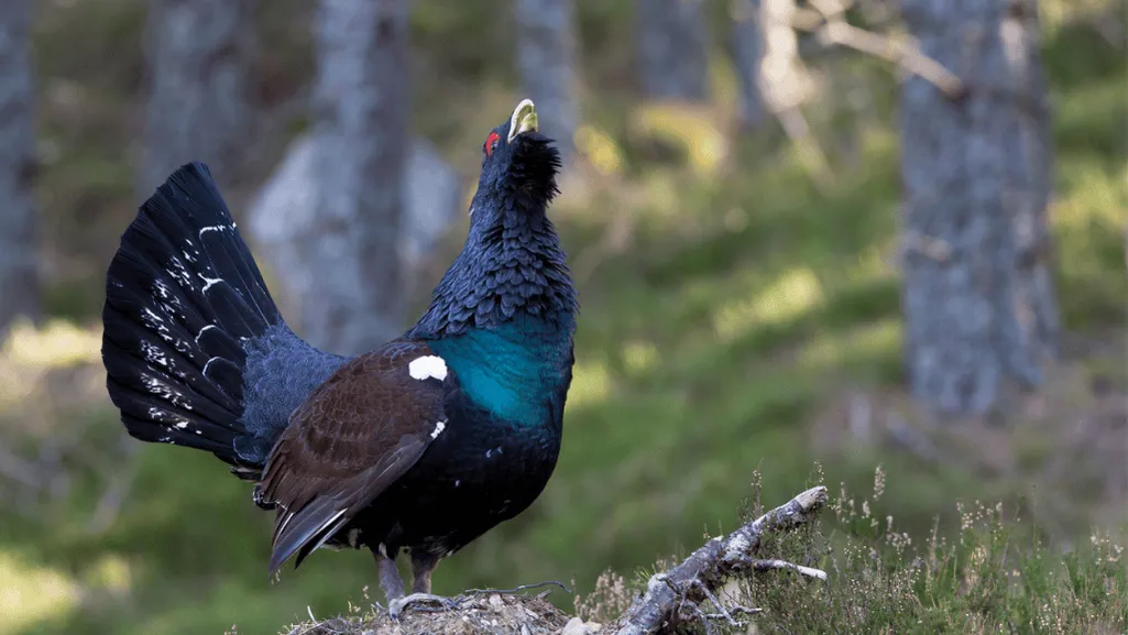 Capercaillie