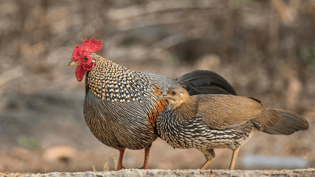 Characteristics of the Grey Junglefowl