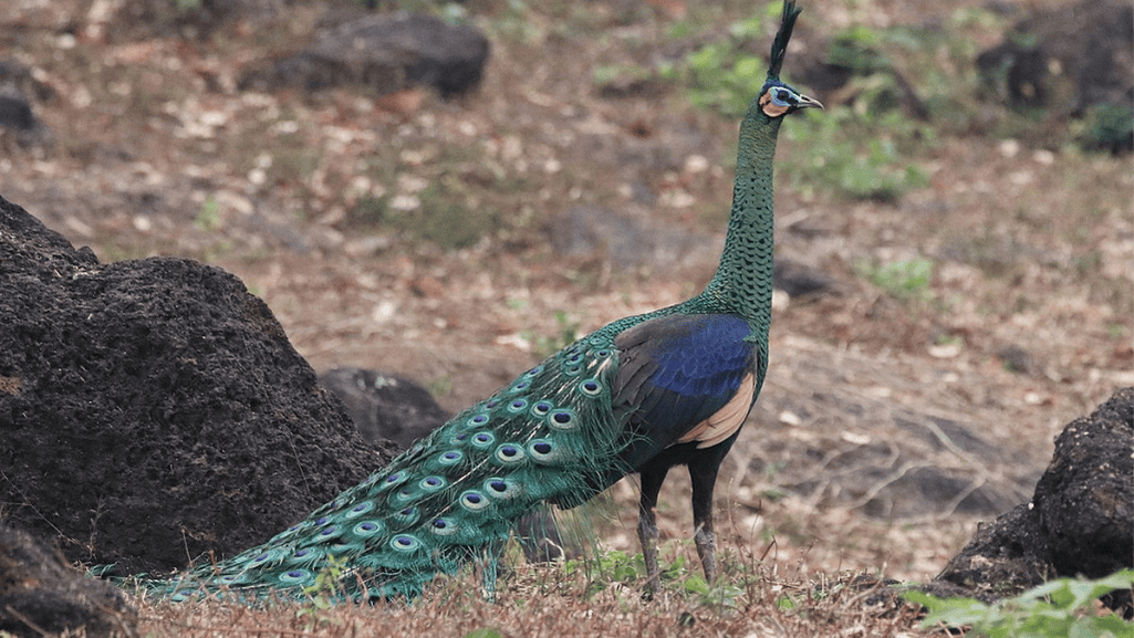 Classification of Green Peafowl