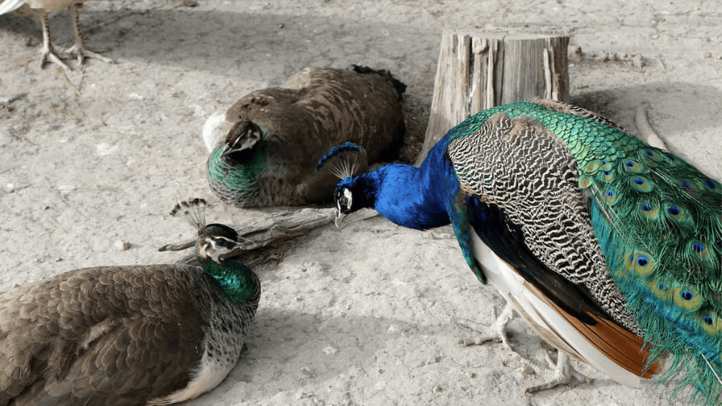 Companionship and Social Needs