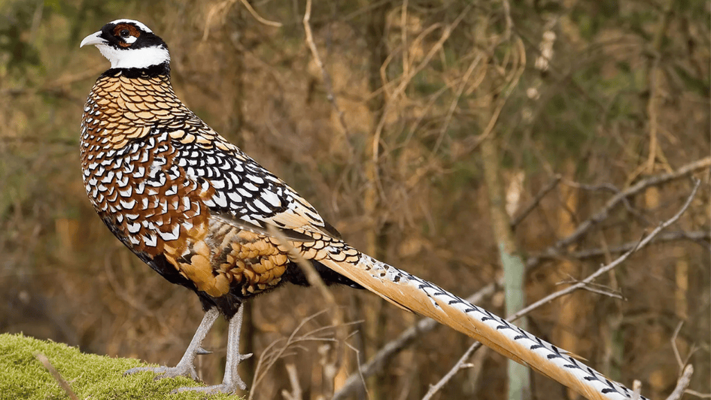 Conservation Status of Reeves's Pheasant