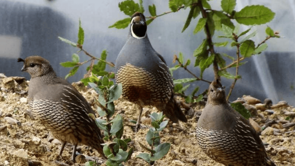 Conservation Status