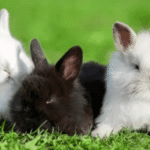 Cute Angora Rabbit