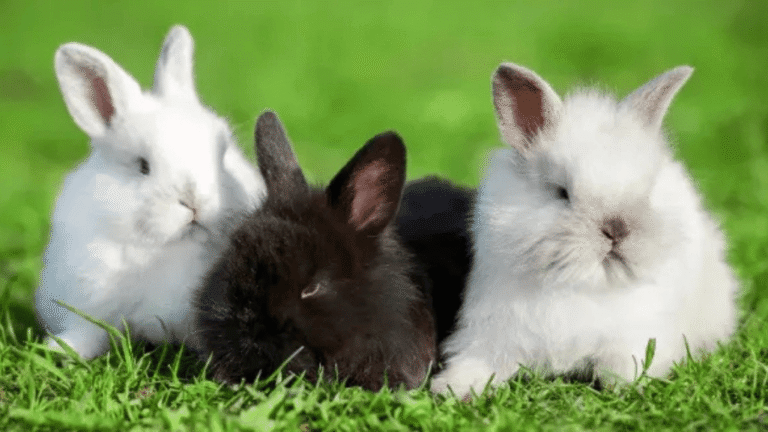 Cute Angora Rabbit