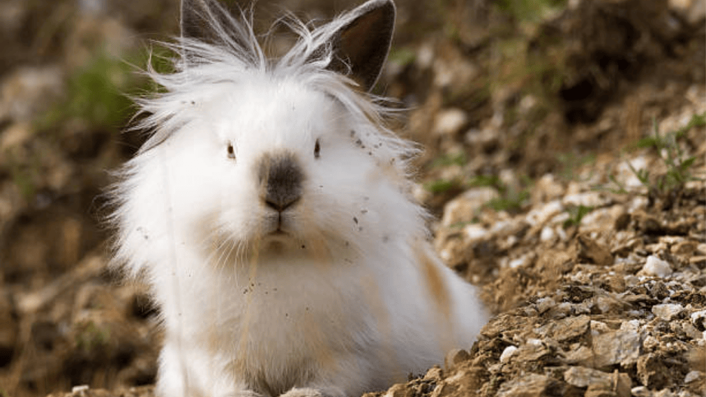 Cute Angora Rabbit grooming