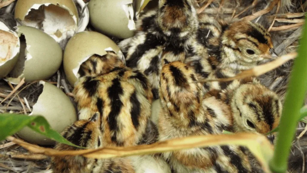 Factors Affecting Egg Production in Pheasants