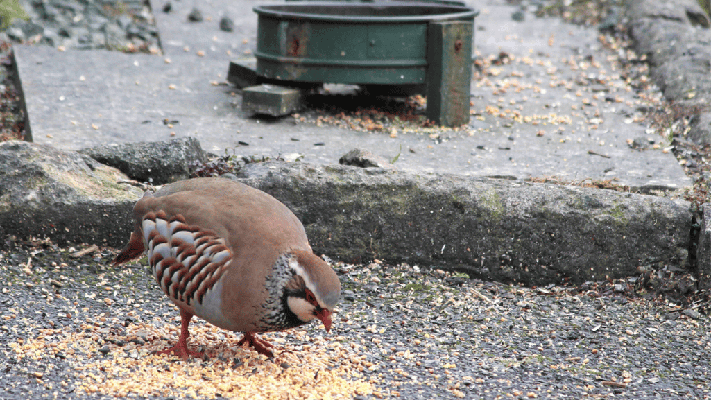 Feeding Galliformes in Captivity