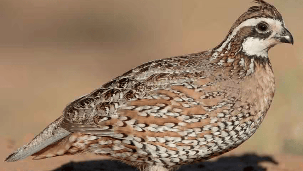 Galliformes Diet Preference