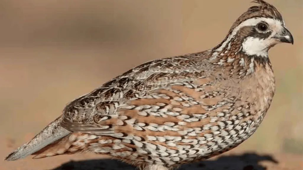 Galliformes Diet Preference