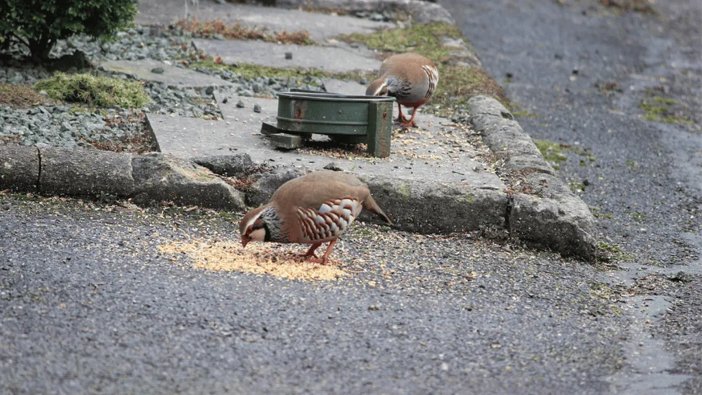 Galliformes Dietary Needs