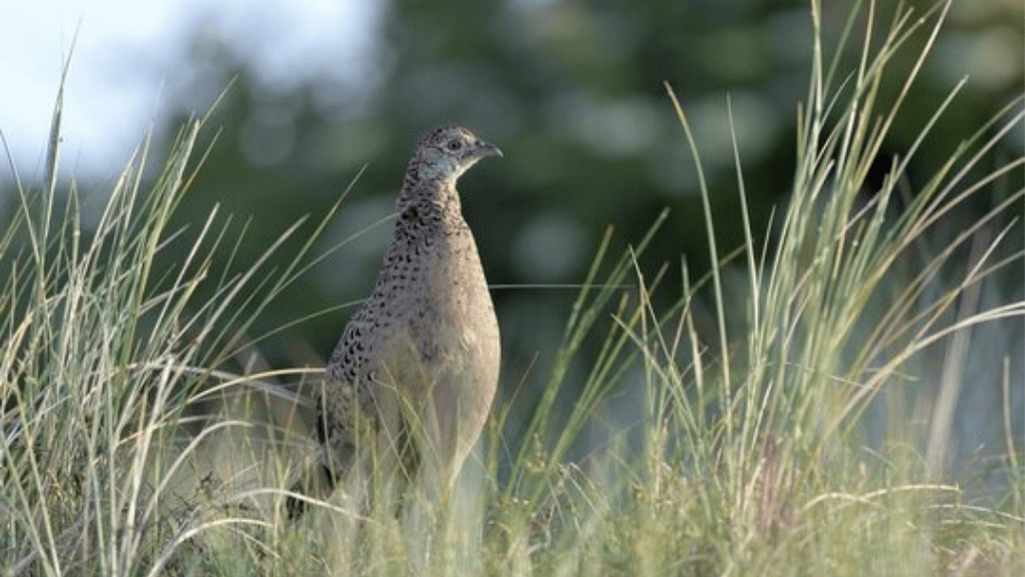 Galliformes Feeding Habits and Strategies