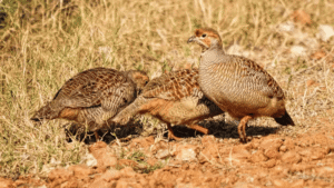 Galliformes Foraging Activities