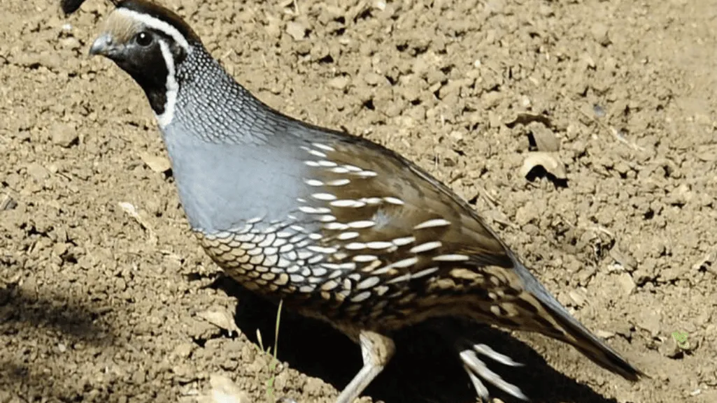 Galliformes Habitat Exploration for Food