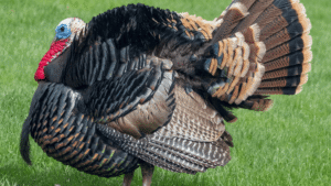 Galliformes Health