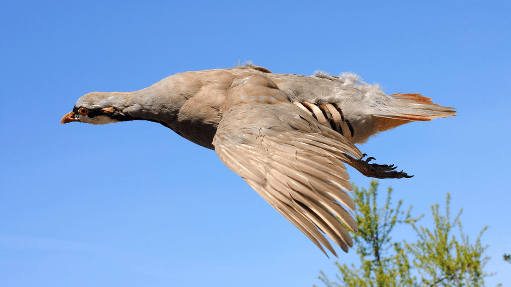 Galliformes feeding behavior