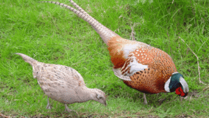 Game Bird Habitat Enrichment