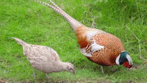 Game Bird Habitat Enrichment
