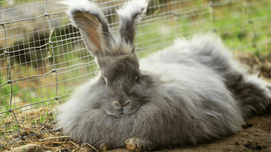Giant Angora Rabbits
