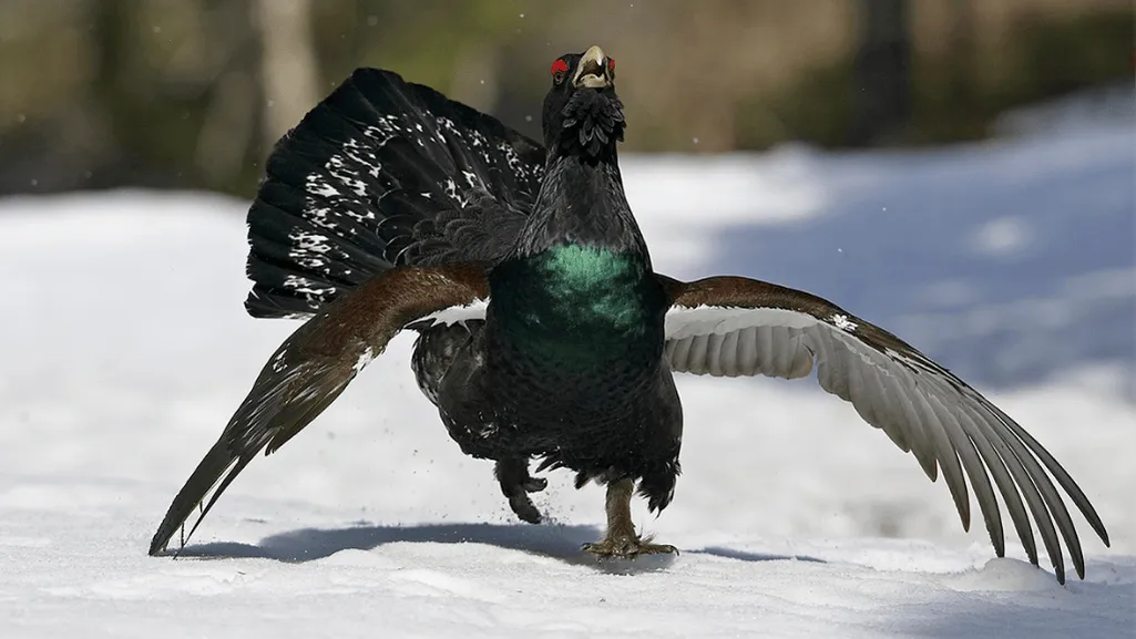 Global Distribution of Capercaillie