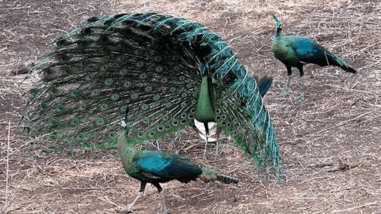 Green Peafowl