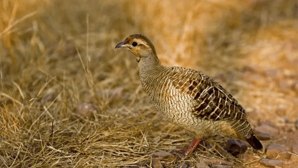 Grey Francolin in its natural habitat