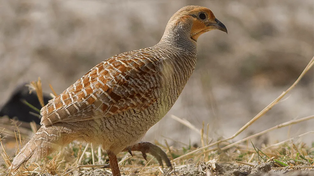 Grey Francolin