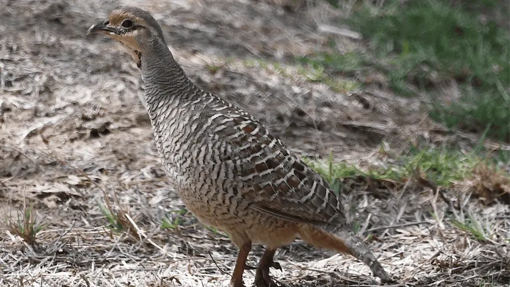 Grey Francolin