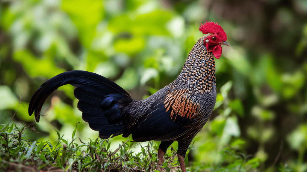 Grey Junglefowl behavior