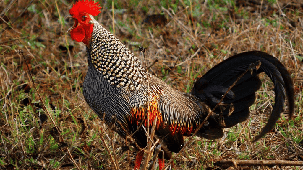 Grey Junglefowl foraging behavior
