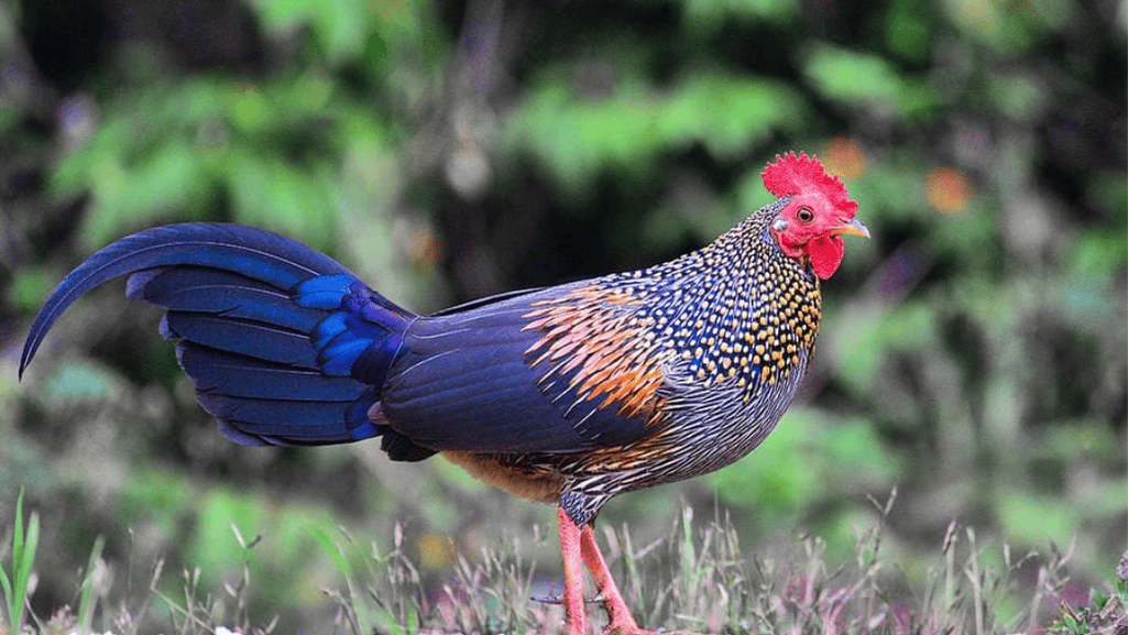 Habitat and Distribution of the Grey Junglefowl