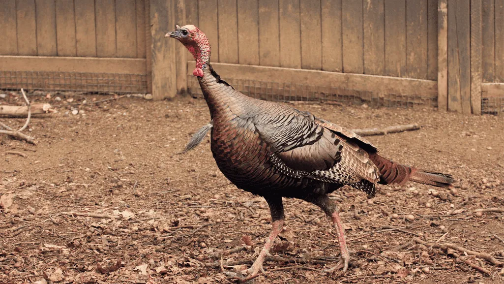 Implementing Biosecurity Measures in Galliformes Farms