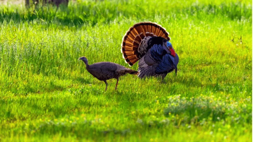 Importance of High-Quality Diet in Galliformes