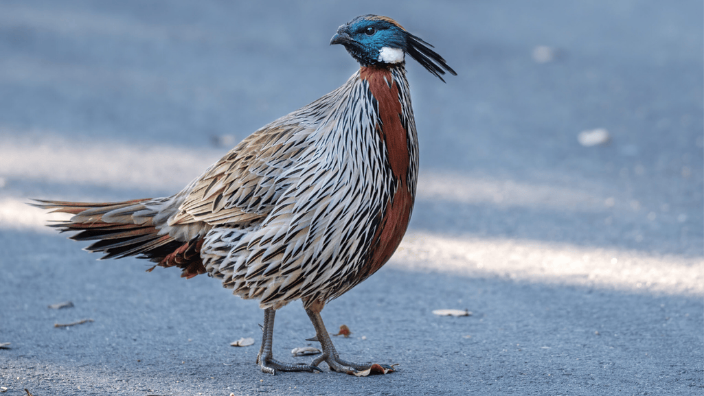 Koklass Pheasant preservation efforts