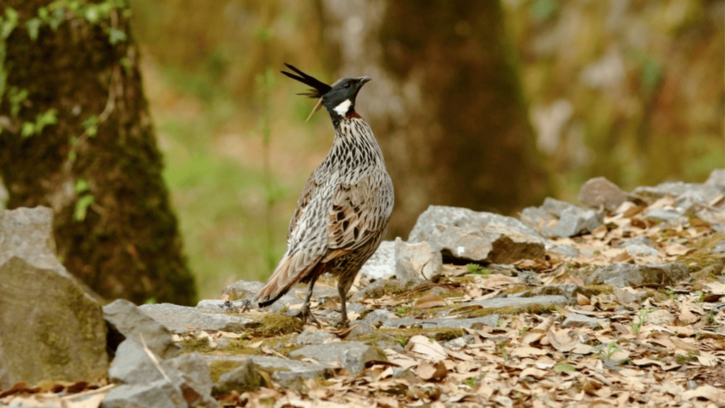 Koklass Pheasant