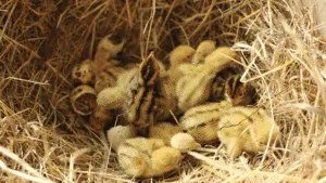Optimal Quail Nutritional