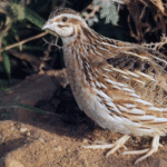 Organic Diets for Quails